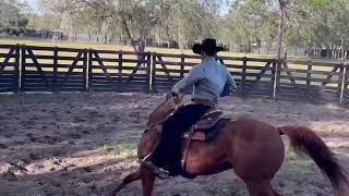 Retraining an 8yearold exracehorse [upl. by Hesoj]