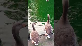 Greylag geese [upl. by Valery286]