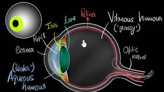 Parts of the eye  Human eye amp the colourful world  Khan Academy [upl. by Melar]