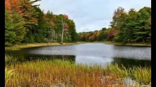 Wetlands in the Forest [upl. by Ater]