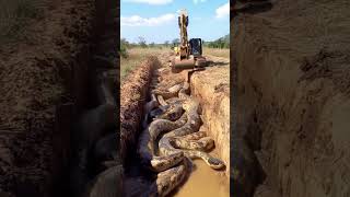 Excavator Uncovers Massive Snakes in the Ground 🐍🚧 WildFind [upl. by Odnumyer172]