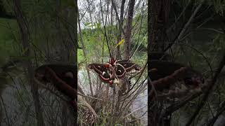 Discover the Majestic Cecropia Moth North Americas Largest Moth [upl. by Hseham]