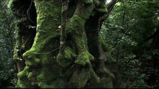 Rainforest Beneath the Canopy Part 01 [upl. by Yrahcaz595]