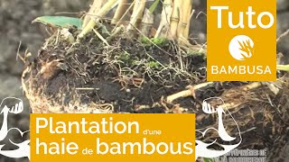 Plantation dune haie de bambous [upl. by Ylnevaeh320]