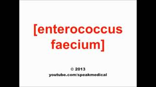 Pronounce Enterococcus faecium  SpeakMedical [upl. by Nnayllas]