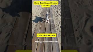 Hund Jack Russell Strand Zeeland Niederlande Oktober 2024 [upl. by Bar885]