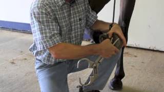 Basic Lameness Evaluation of the Horse [upl. by Shulins609]