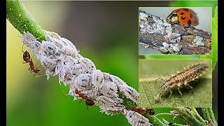 COCHENILLES  LES ÉLIMINER AU NATUREL AVEC DES AUXILIAIRES émission Jardiner ça fait du bien N°22 [upl. by Adnahcal472]