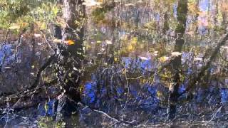 quotWhere It All Beganquot  Native American Style Flute Music amp Relaxing Nature Scene 1 [upl. by Ajet]