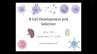 Immunology Fall 2023 Lecture 12 B Cell Development and Selection [upl. by Zurek448]