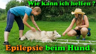 Epilepsie beim Hund  Wie kann ich helfen   Hundephysiotherapie für zu Hause  Nature Trails [upl. by Husein466]