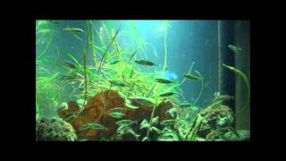 Stickleback Fish Aquarium [upl. by Zoba]