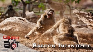 Big male Baboon fighting with Female killing baby  RAW amp REAL CITA [upl. by Koller504]