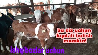 Simmental buzoqlarni tozzasini ajratish [upl. by Yeldua]