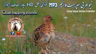 common Quail sound 2024  Awaz Batair 2024  Batair Awaz 2024 [upl. by Ssegrub]