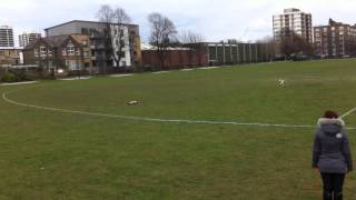 Whippet vs remote controlled car at Shoreditch Park London [upl. by Queston140]