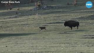 Baby Bison emerge at Custer State Park meaning Spring has arrived [upl. by Timmie998]