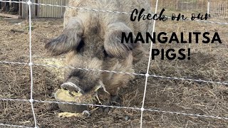 Daily Check in Mangalitsa Pigs [upl. by Brant]