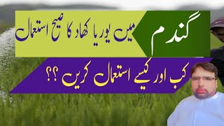 How to use Urea In Wheat Crop 🌾Ghulam Shabeer Velogs [upl. by Ydnelg]