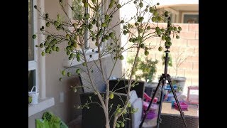 How to repot Nagami Kumquat in container  GreenMangoes  Las Vegas Gardening [upl. by Mitran]