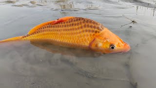 Jumbo Toy Assamble is livevideo  Traditional village boy fish catching video in River 2024 [upl. by Prisilla]