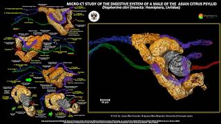 MicroCT study of the digestive system of a male of the Asian Citrus Psyllid Diaphorina citri [upl. by Tnayrb322]