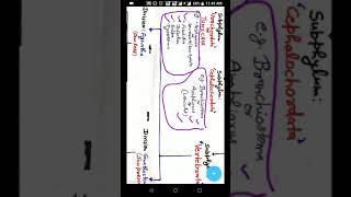 Phylum Chordata classification [upl. by Okoy]