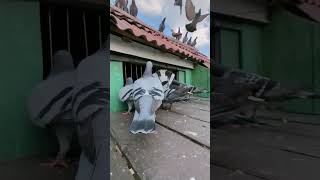 Racing Pigeons Sami Loft [upl. by Othilia]