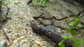 Gammarus pulex in aquarium [upl. by Leoine]