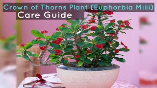 Crown of Thorns Plant Euphorbia Milii Care Guide [upl. by Onailimixam]