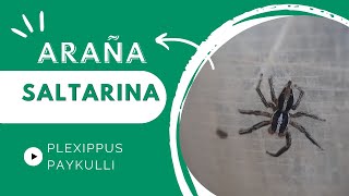 ARAÑA SALTARINA PlexIppus paykulli arañas [upl. by Kienan]