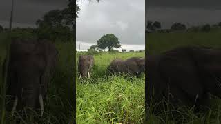 Beautiful Tanzania Mikumi National Park animals wildlife nature [upl. by Llerryt510]