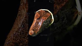 Floki the Cuviers Dwarf Caiman share reptiles trending shorts subscribe follow new best [upl. by Griffiths]