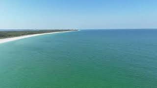 Fisherman amp lots of sharks Caladesi Island Dunedin Fl 5224 9am [upl. by Jacie]