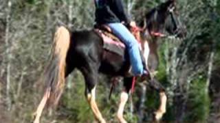 Smooth Classy Easy Gaited Tennessee Walker Trail Horse For Salewmv [upl. by Oiramad801]