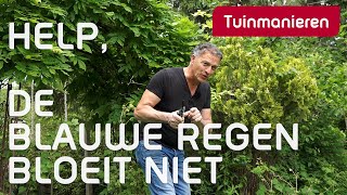 Waarom bloeit de blauwe regen niet  Plantkennis  Tuinmanieren [upl. by Jaela31]