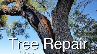 Tree Repair How I Saved Two Great Trees [upl. by Puff]