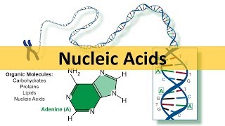 Nucleic Acids amp DNA Replication updated [upl. by Bowie852]