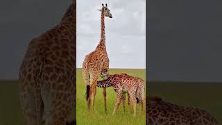 A Mothers Nourishment  Babies Giraffe feeding from their Mama Giraffe  Natured In The Wild [upl. by Anawqahs279]