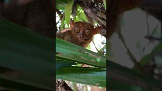 Tarsier Cute Animal in the world So beautiful Animal Tarsier Big Eyes 👀 [upl. by Geiss]