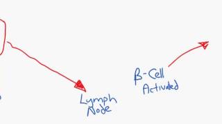 Antibody production overview for HL IB Diploma Biology students [upl. by Olimpia]