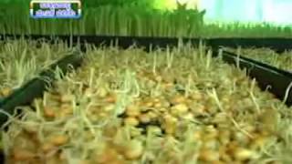 Hydroponic Fodder for Livestock  Step by Step Hydroponic Fodder Technique [upl. by Ejroj]