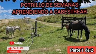 PRIMERAS AGARRADAS A POTRILLO QUE NECESITA CORRECCIÓN EN SUS APLOMOScaballossalvajeshorseman [upl. by Tiphane]