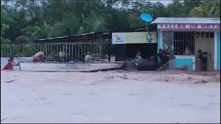 La provincia de Picota en la región San Martín viene sufriendo inundaciones tras torrencial lluvia [upl. by Andrey17]