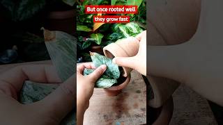 Rooting amp Repotting Scindapsus Exotica  Scindapsus Propagation [upl. by Sirraf499]