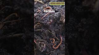 Vermi compostJaivik khadorganic manure [upl. by Ahsatin466]