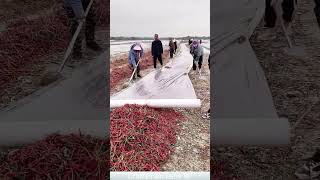 Rain proofing process for drying peppers [upl. by Imogene]