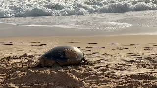 Green turtle lays nest during daylight on Sunshine Coasts Bokarina Beach [upl. by Seibold]