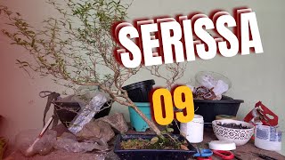 Serissa 09 [upl. by Gervase]