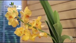 Comment entretenir une orchidée   Truffaut [upl. by Jobey]